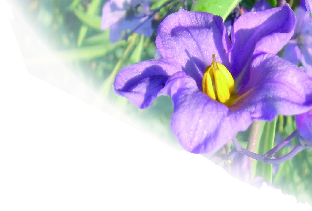 威力寶 紫花圖.jpg